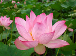 蓮の花